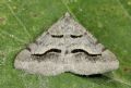 Digrammia rippertaria